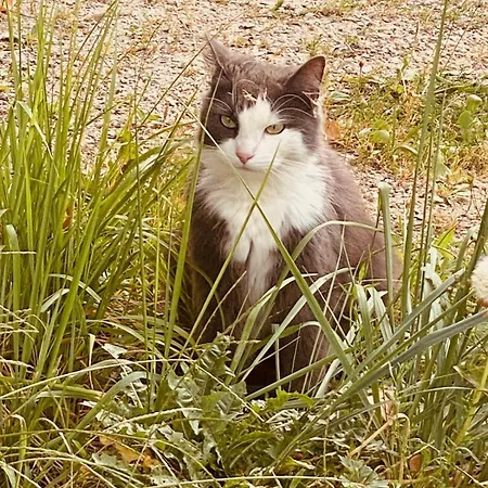 Bei Den Hundertelfen